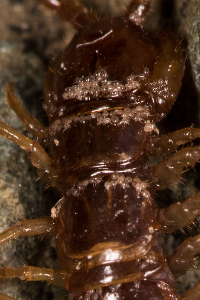 Chilopoda: Lithobius castaneus (Lithobiidae) con acari 